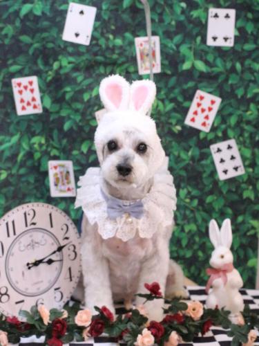 20250405ボルトくん